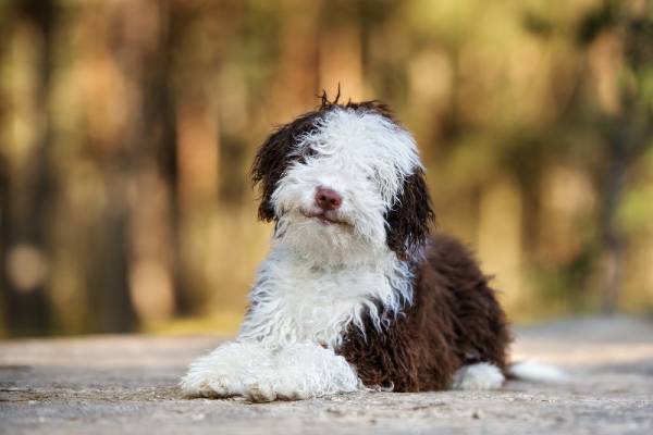 chien deau portugais