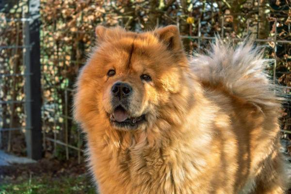 chien chow chow 1