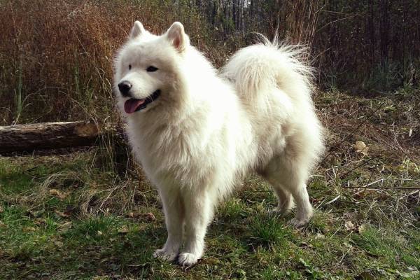 chien samoyede