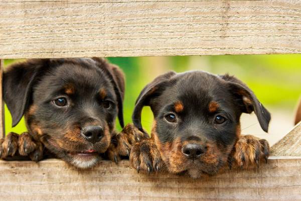 chiots rottweiler