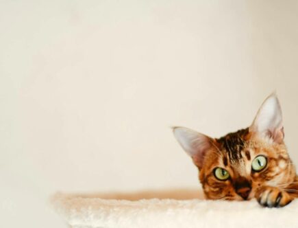 chat bengal caché
