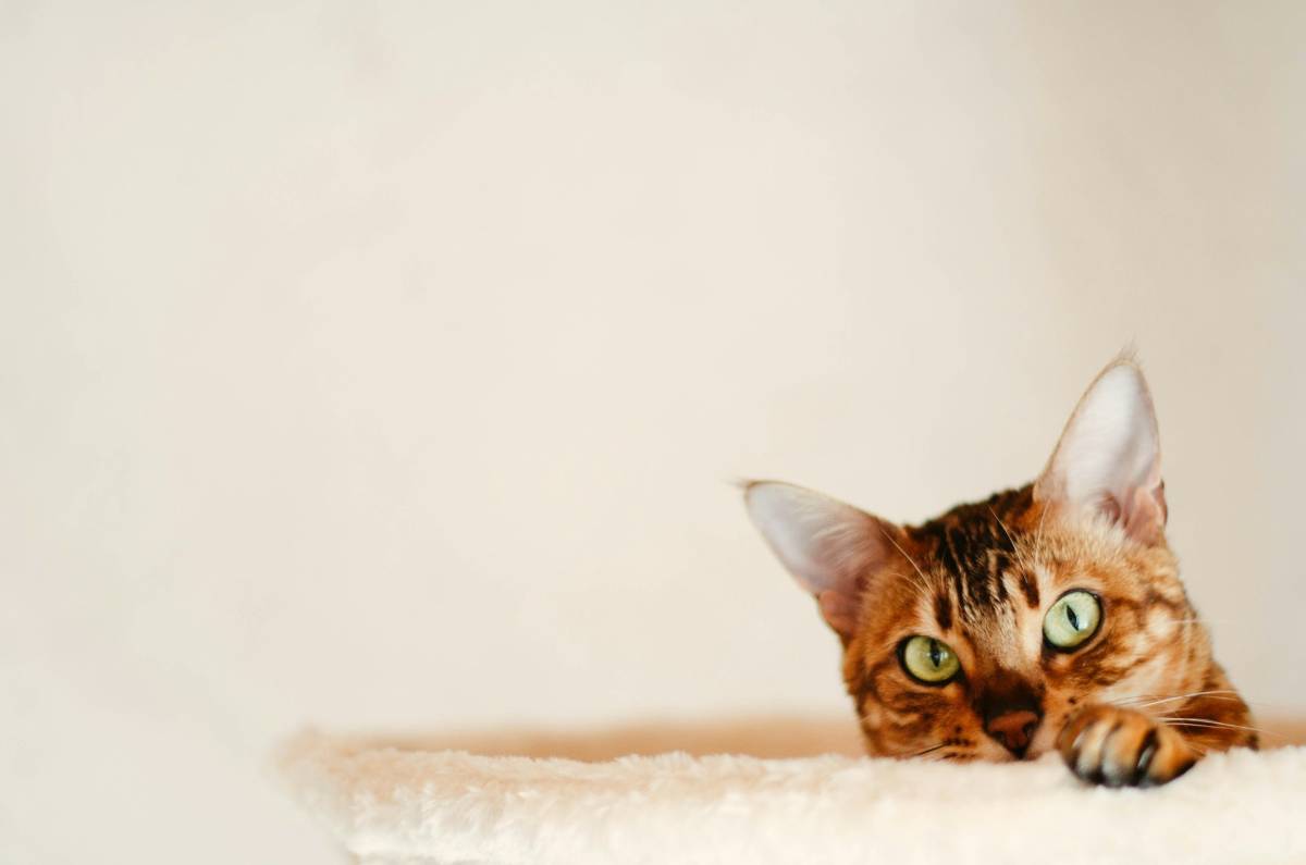 chat bengal caché